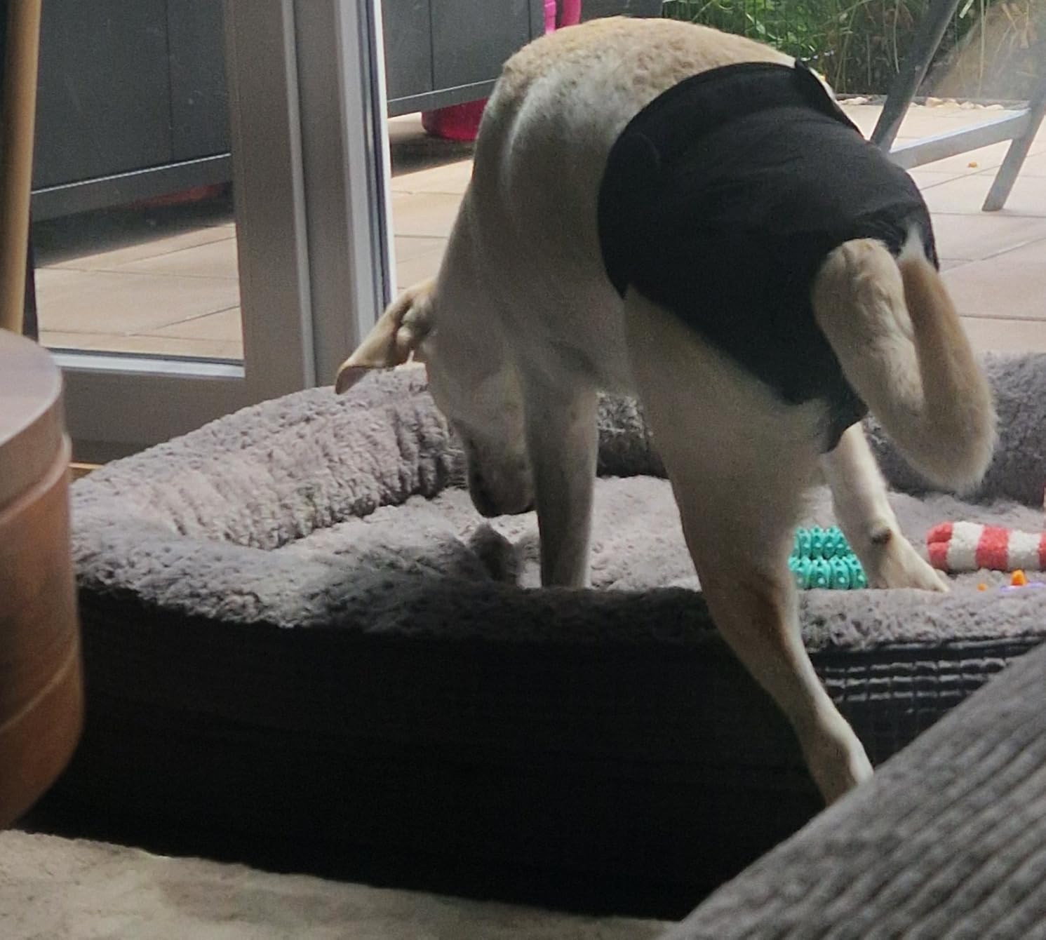 Bepetmia Pannolini lavabili cani femmine taglia S nero