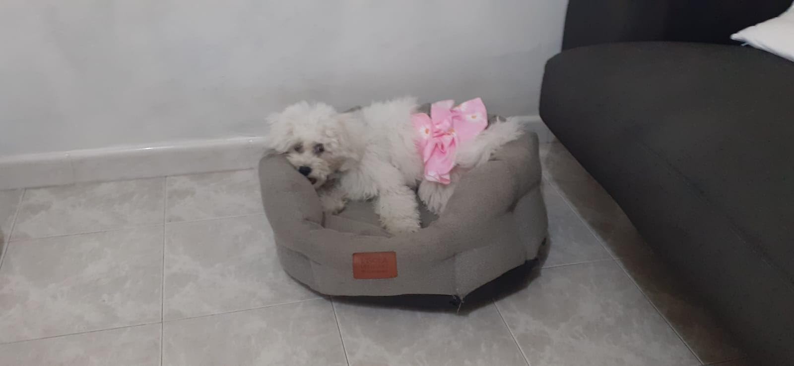 Bepetmia Pannolini Lavabili Cane Femmine Rosa XS 3 Pezzi Assorbenti