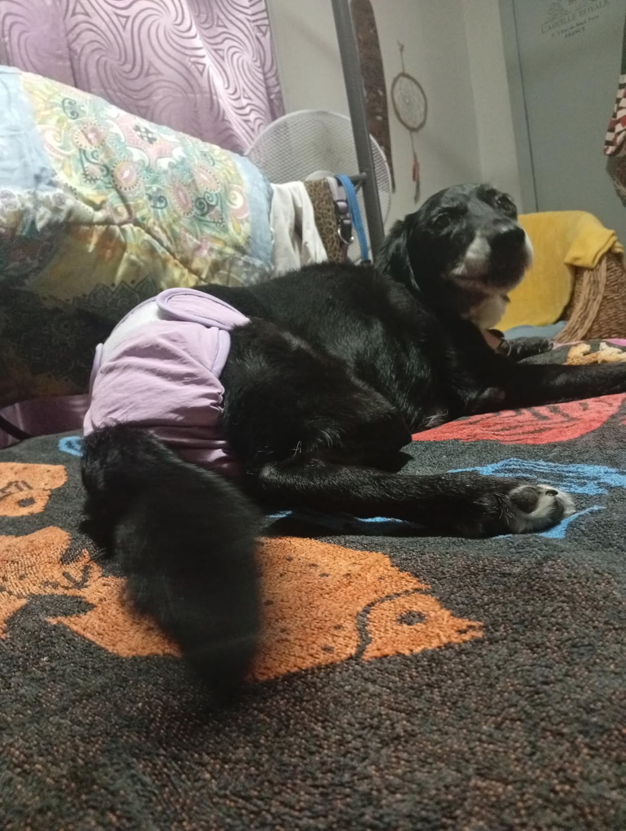 Bepetmia Pannolini lavabili cani femmine taglia S nero