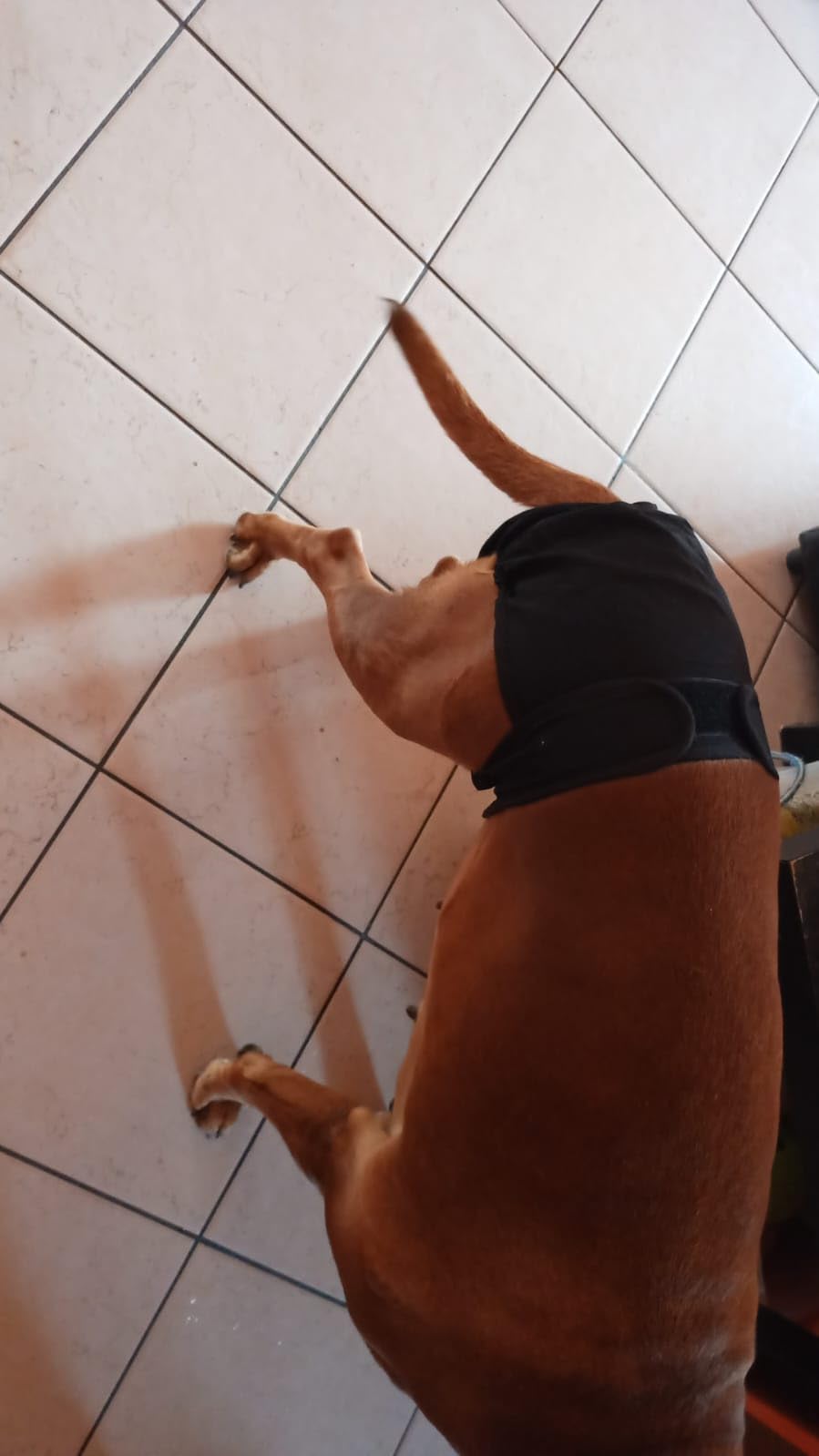 Bepetmia Pannolini lavabili cani femmine taglia S nero