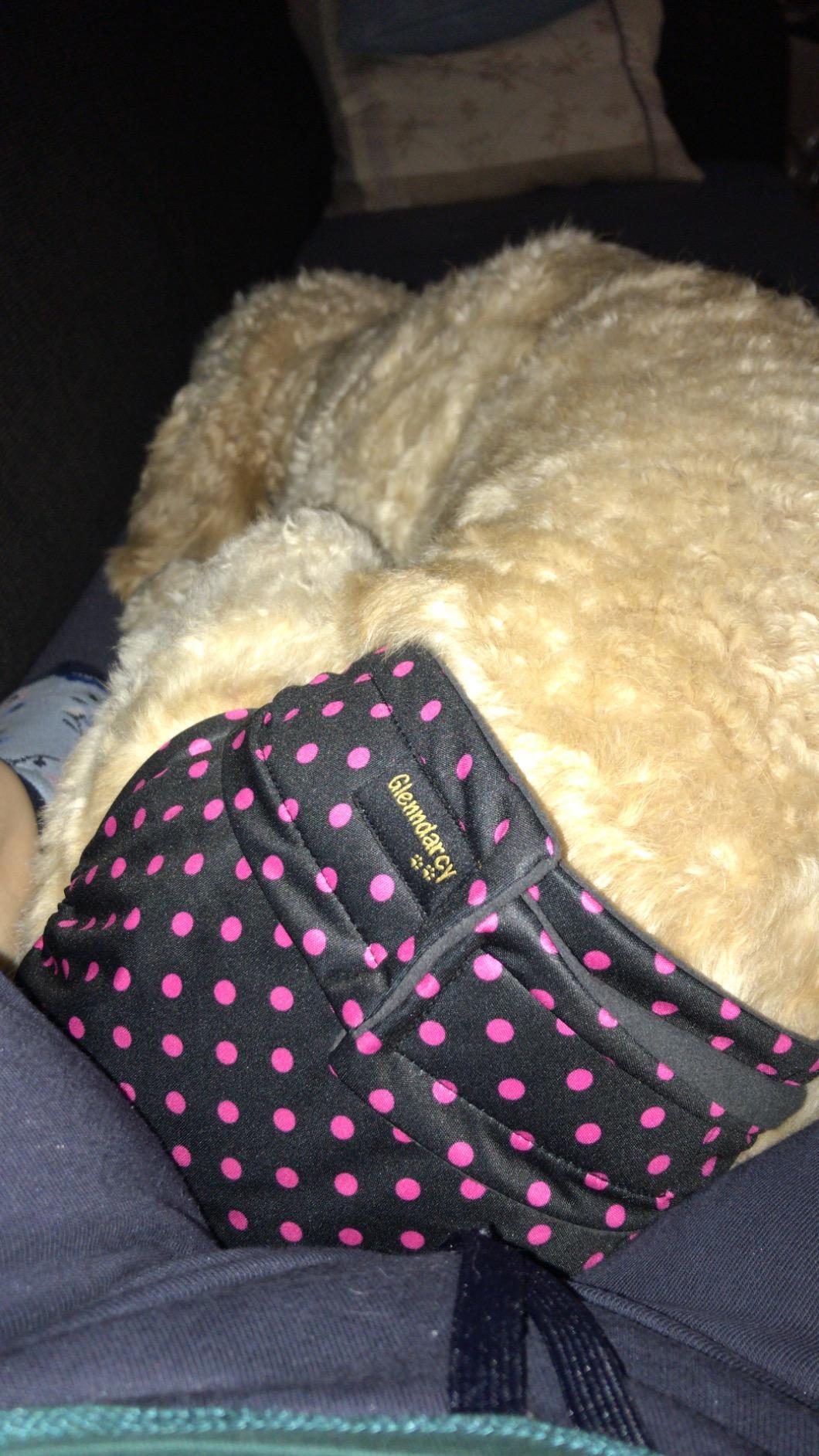 Glenndarcy Dog Season Nappy mutandine cane femmina L pois