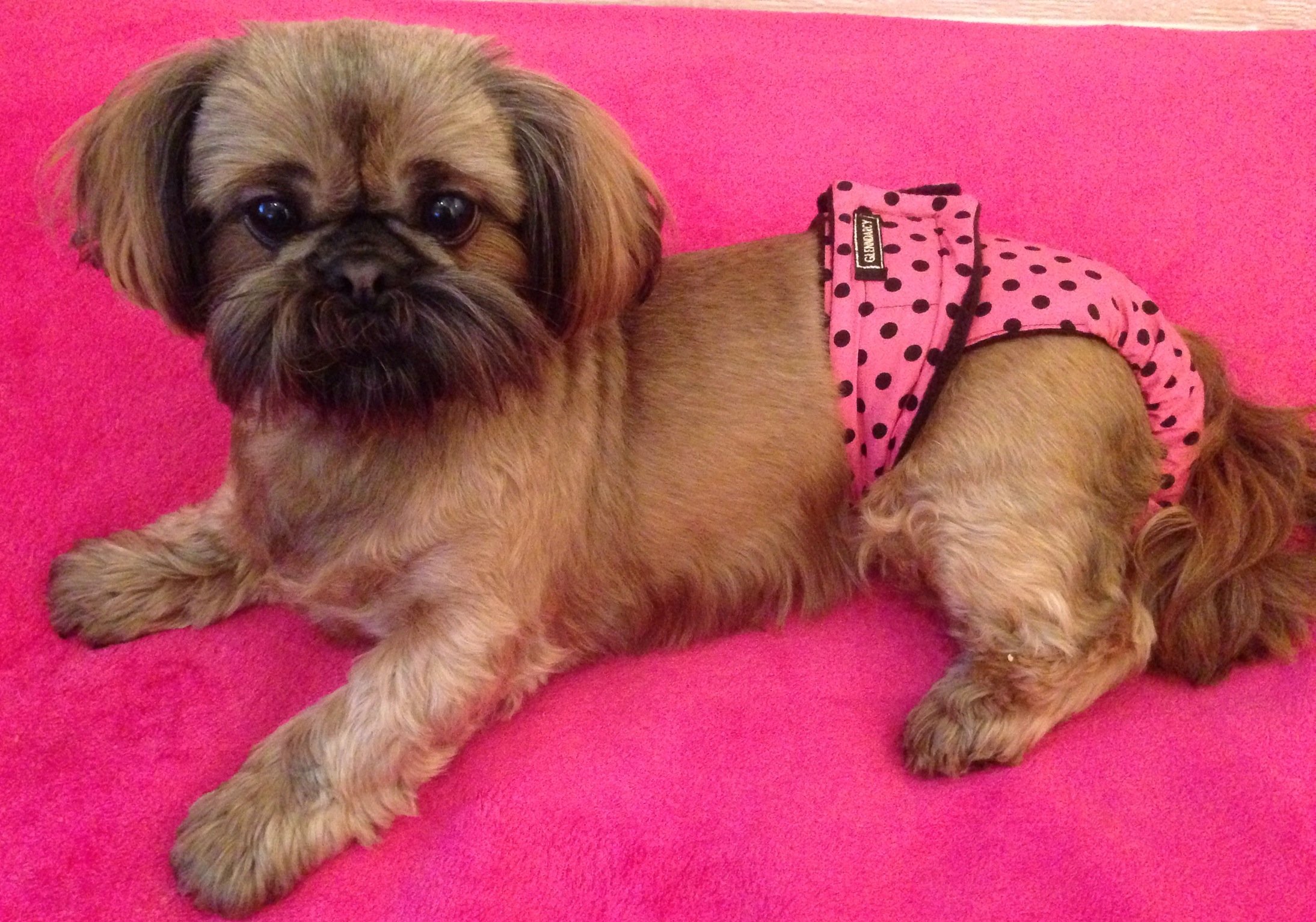 Glenndarcy Dog Season Nappy Mutandine Cane M Lavabili 2 Pezzi