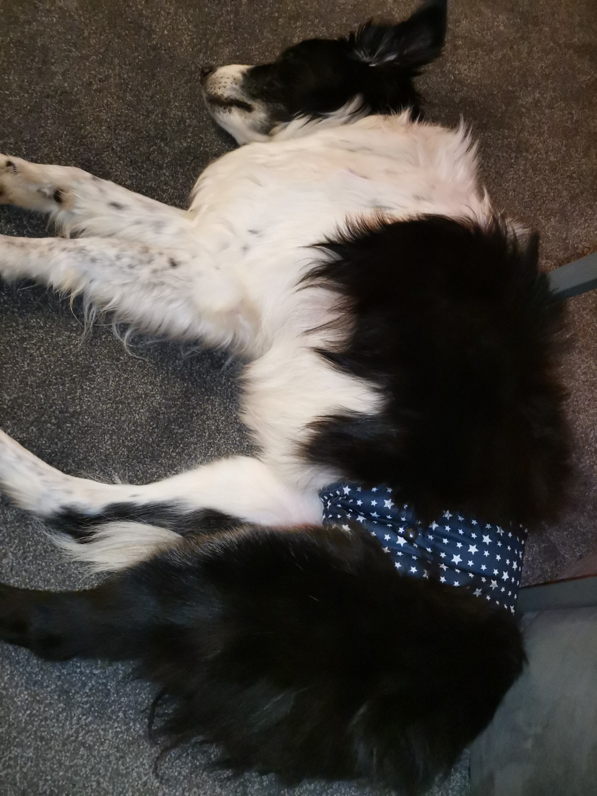 Glenndarcy Dog Belly Bands fascia M Long stelle blu