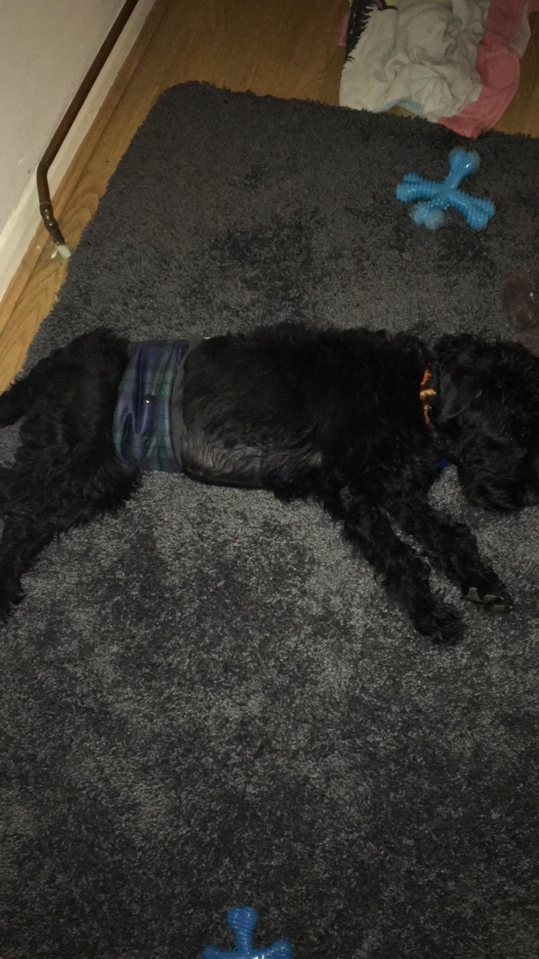 Glenndarcy Dog Season Nappy fascia cane Black Watch Medium