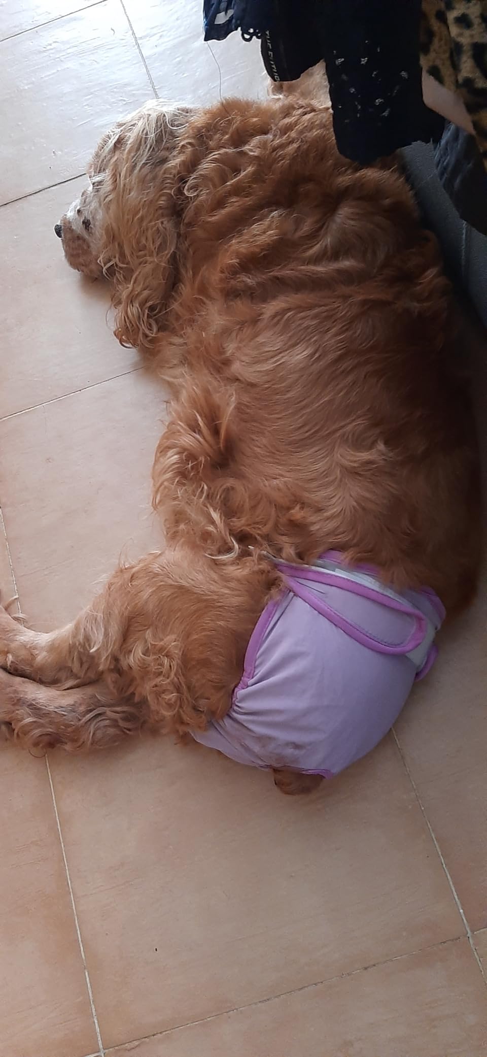 Bepetmia Pannolini lavabili cani femmine taglia S nero