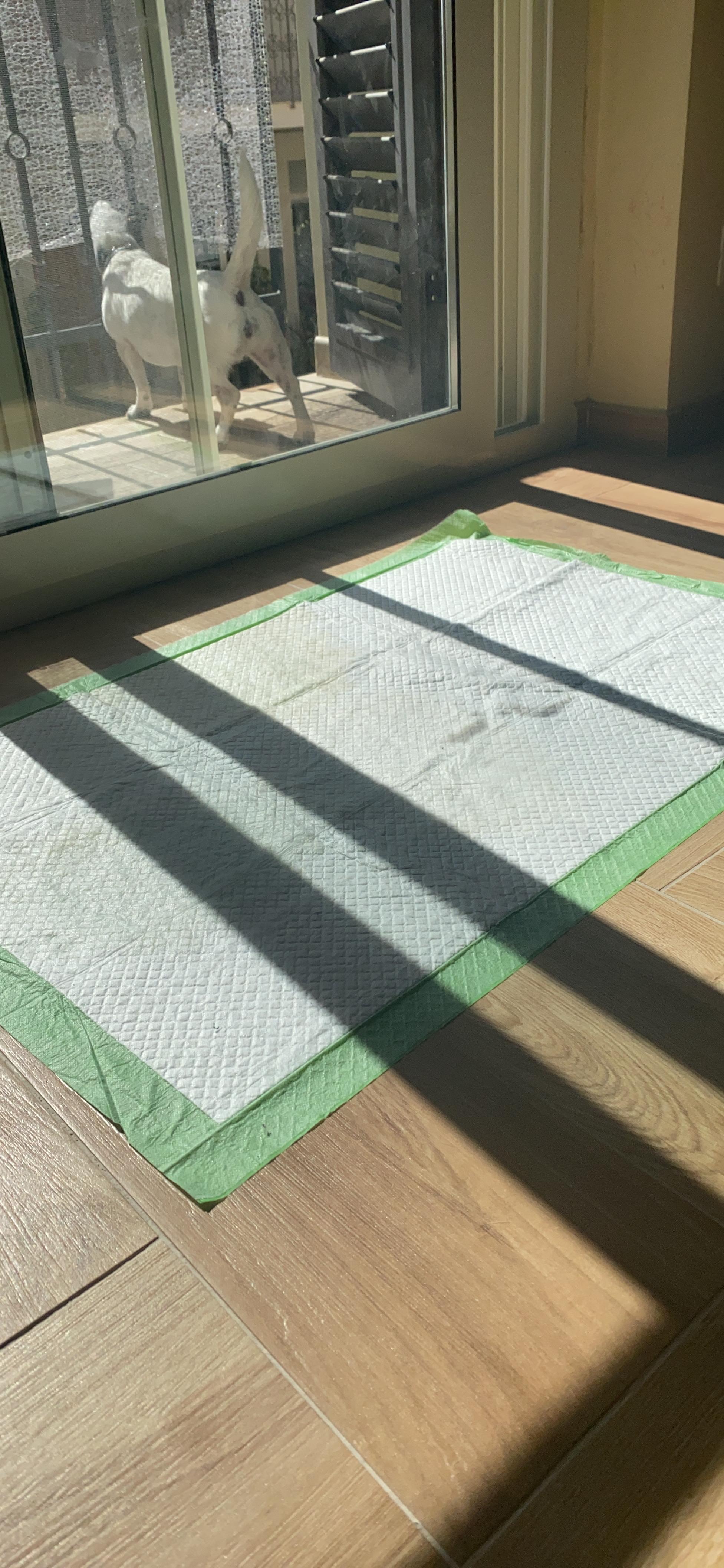 Inodorina Tappetini Igienici Cani 60x90cm 40 Pezzi Neutro