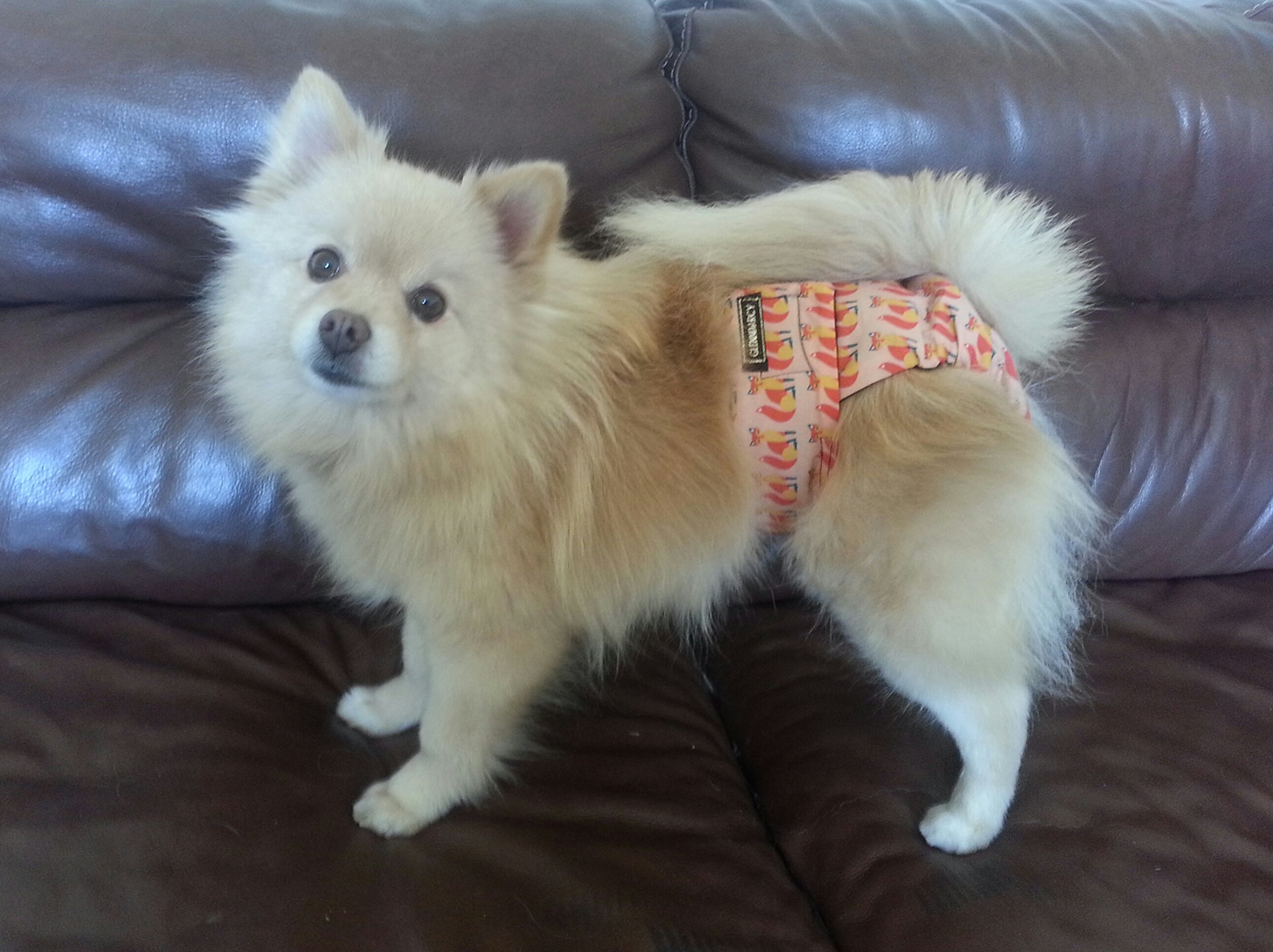 Glenndarcy Dog Season Nappy Mutandine Cane M Lavabili 2 Pezzi