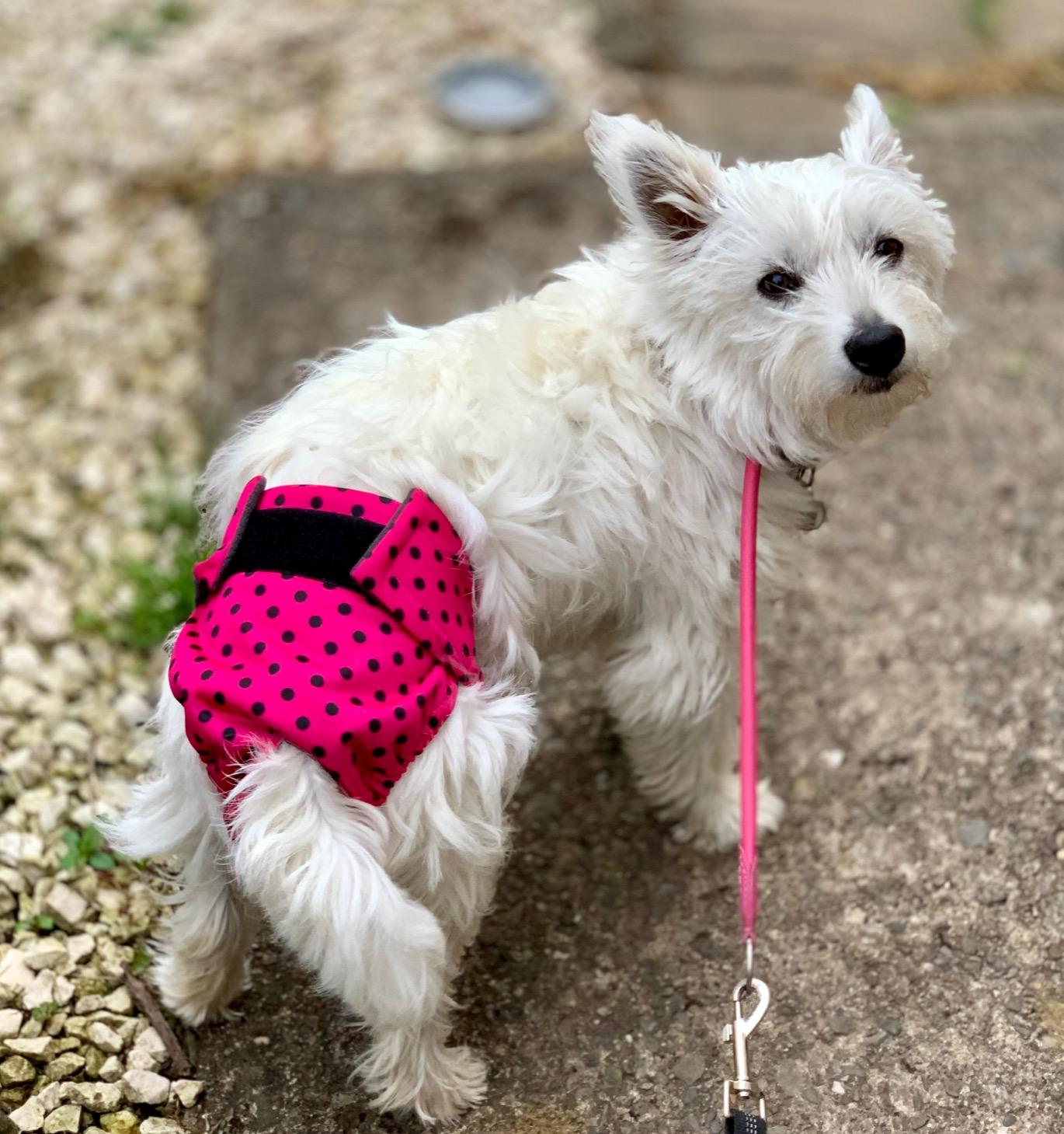 Glenndarcy Dog Season Nappy Mutandine Cane M Lavabili 2 Pezzi