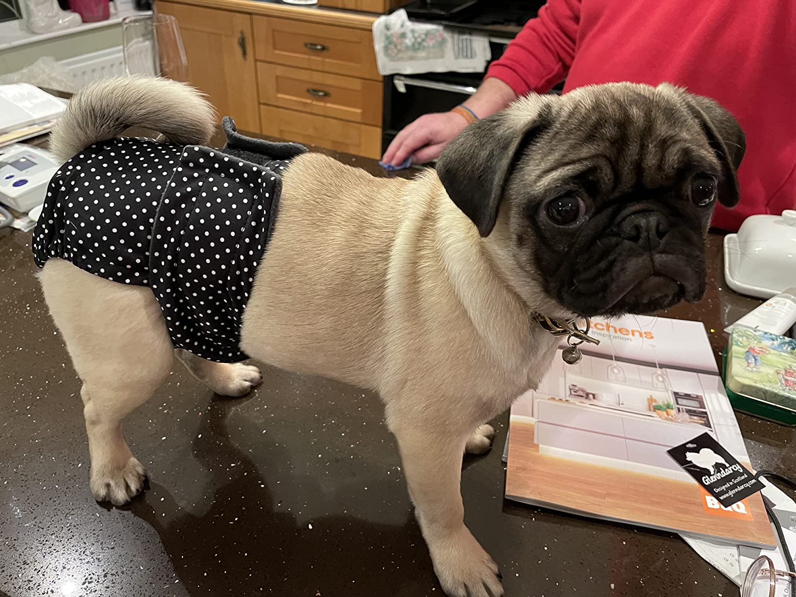Glenndarcy Dog Season Nappy pannolini cane femmina M Long 2pz