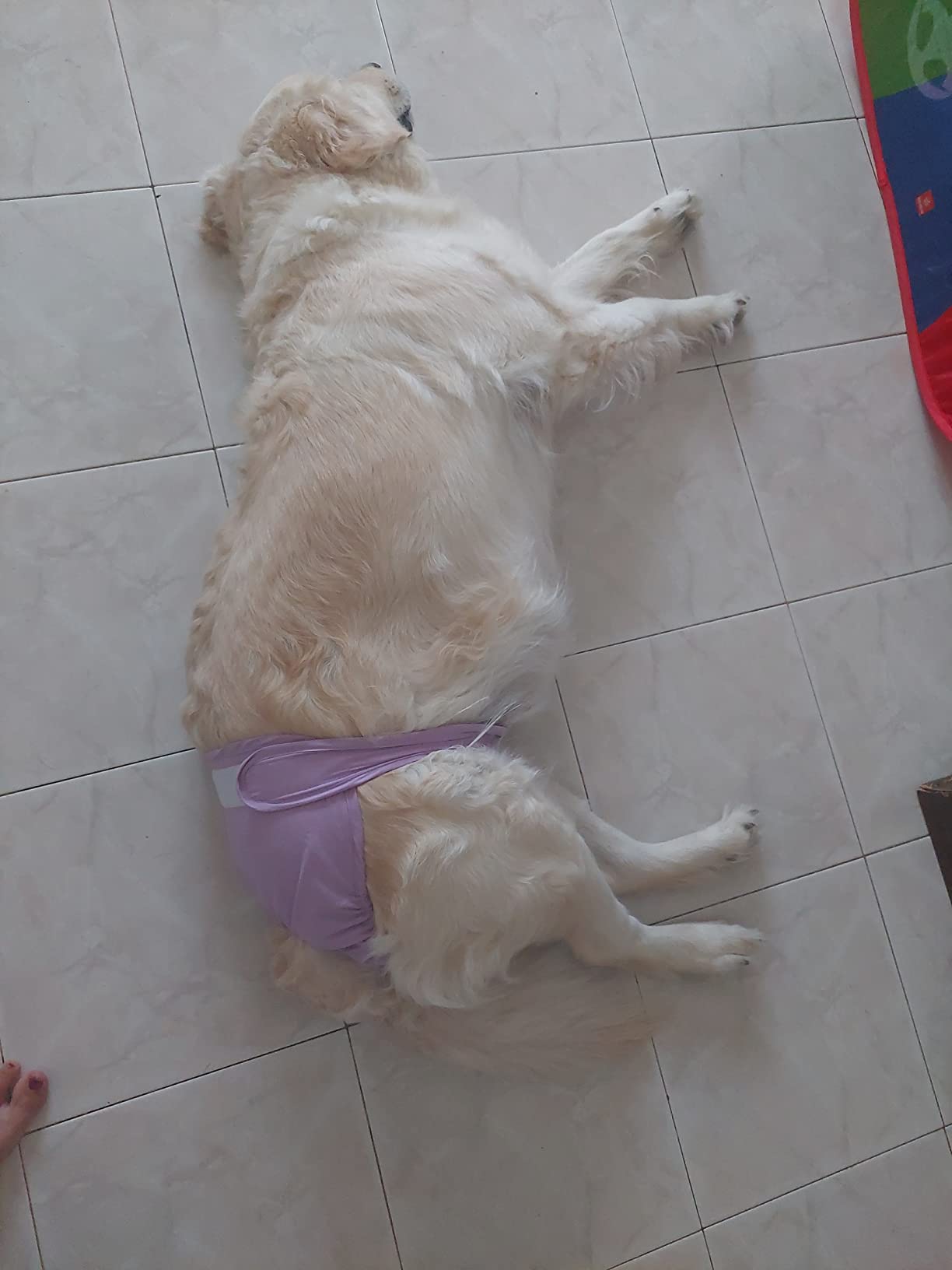 Bepetmia Pannolini lavabili cani femmine taglia S nero