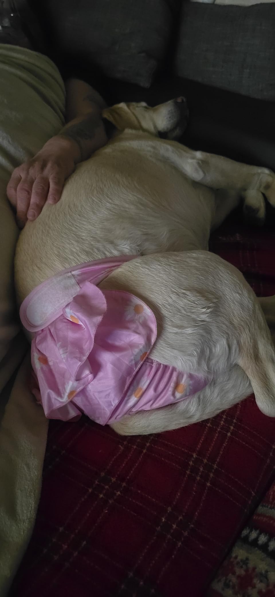 Bepetmia Pannolini Lavabili Cane Femmine Rosa XS 3 Pezzi Assorbenti
