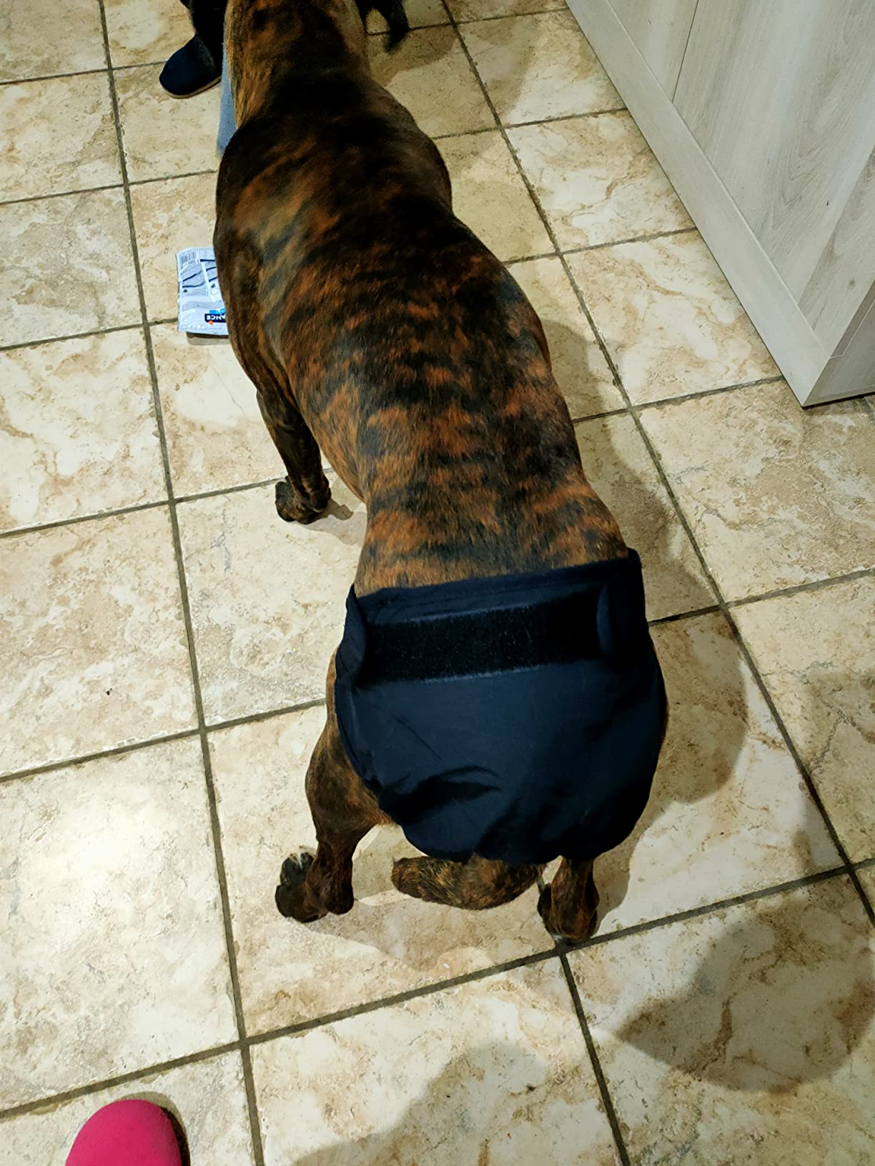 Bepetmia Pannolini lavabili cani femmine taglia S nero