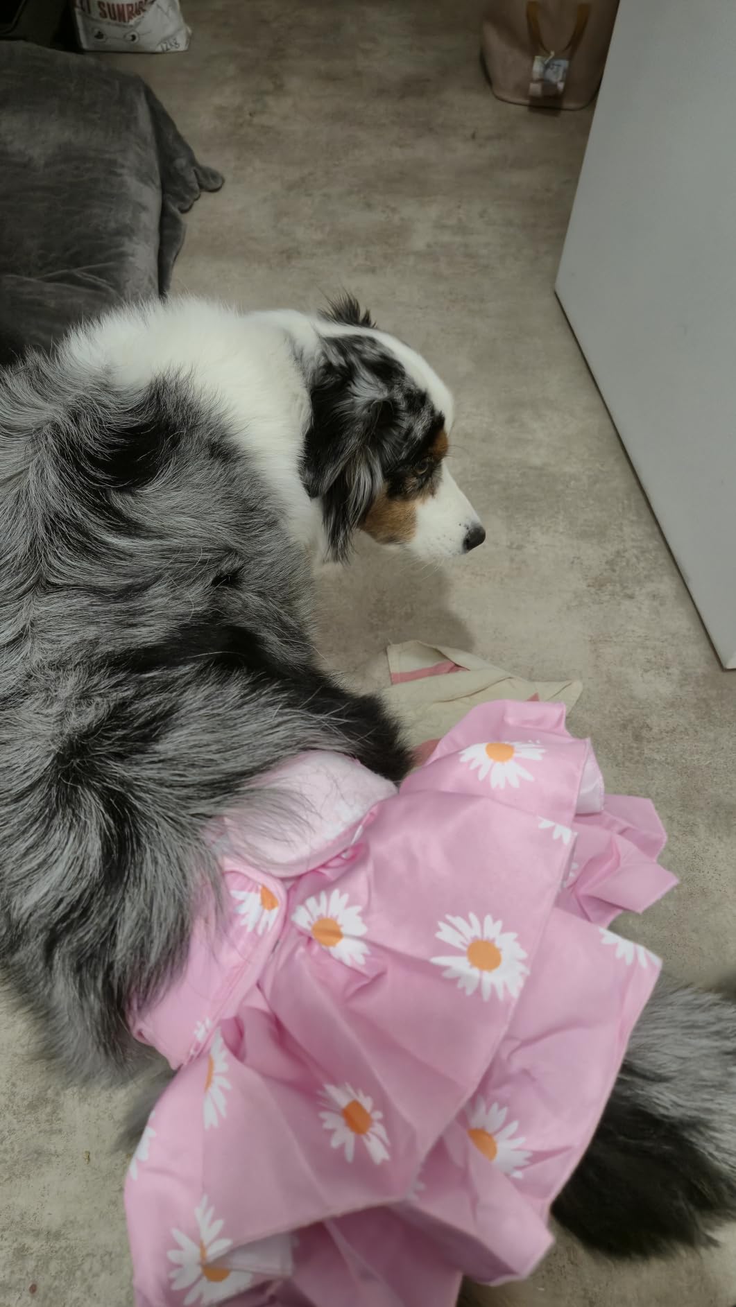 Bepetmia Pannolini Lavabili Cane Femmine Rosa XS 3 Pezzi Assorbenti