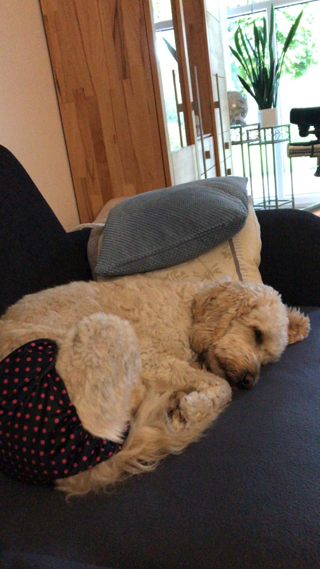 Glenndarcy Dog Season Nappy mutandine cane femmina L pois