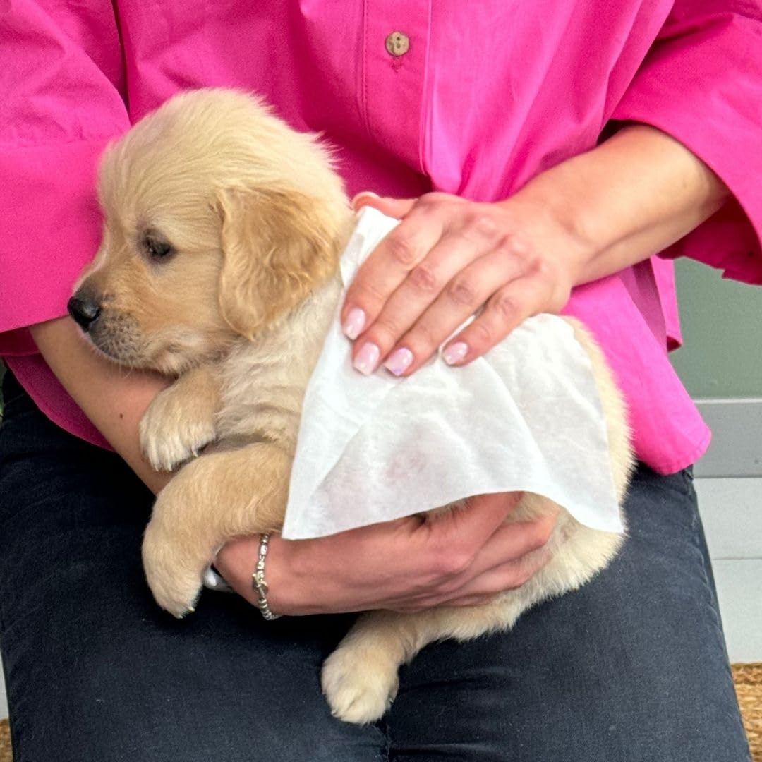 Inodorina Salviette Cuccioli Eufrasia Miele 480pz