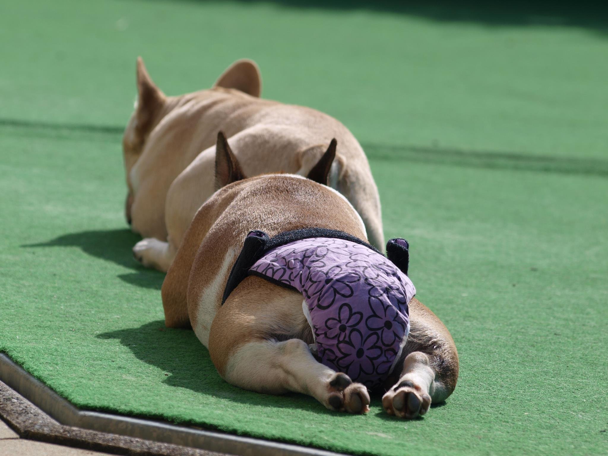 Glenndarcy No Tailhole Season Nappy pannolino cane M solo pantaloni