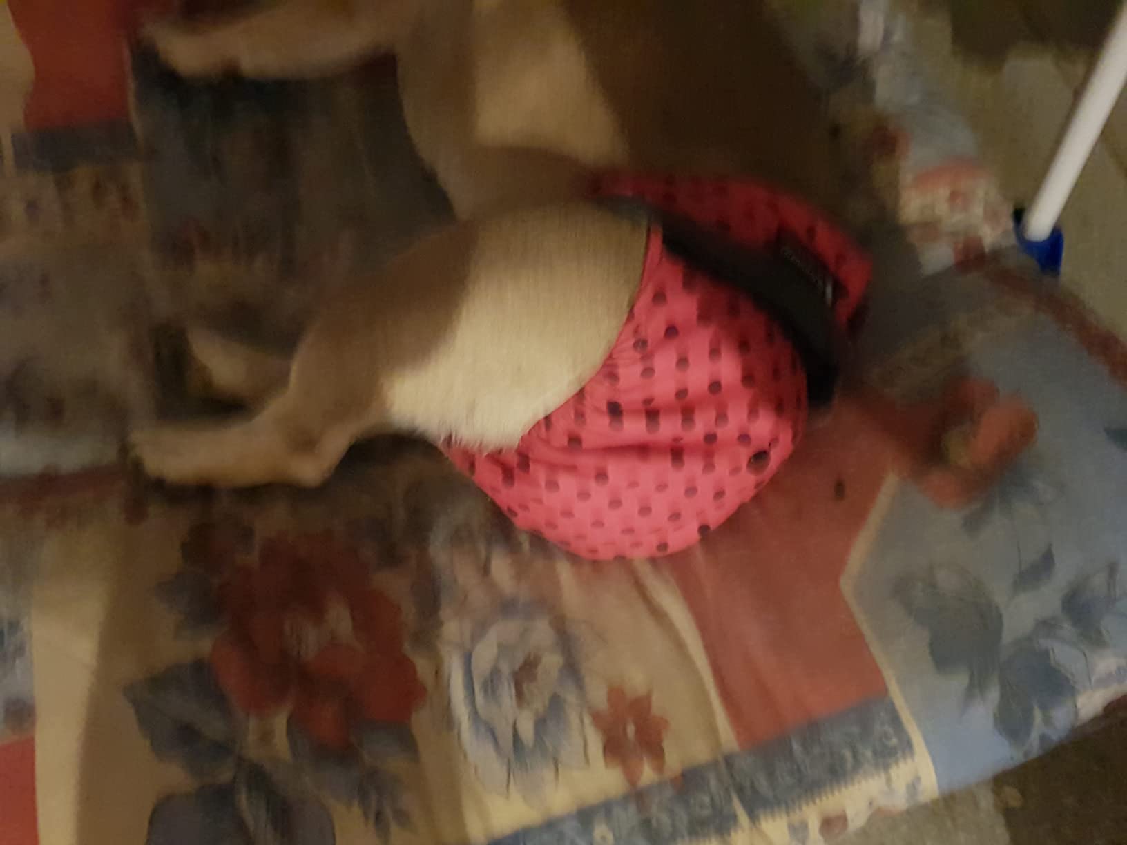 Glenndarcy No Tailhole Season Nappy pannolino cane M solo pantaloni