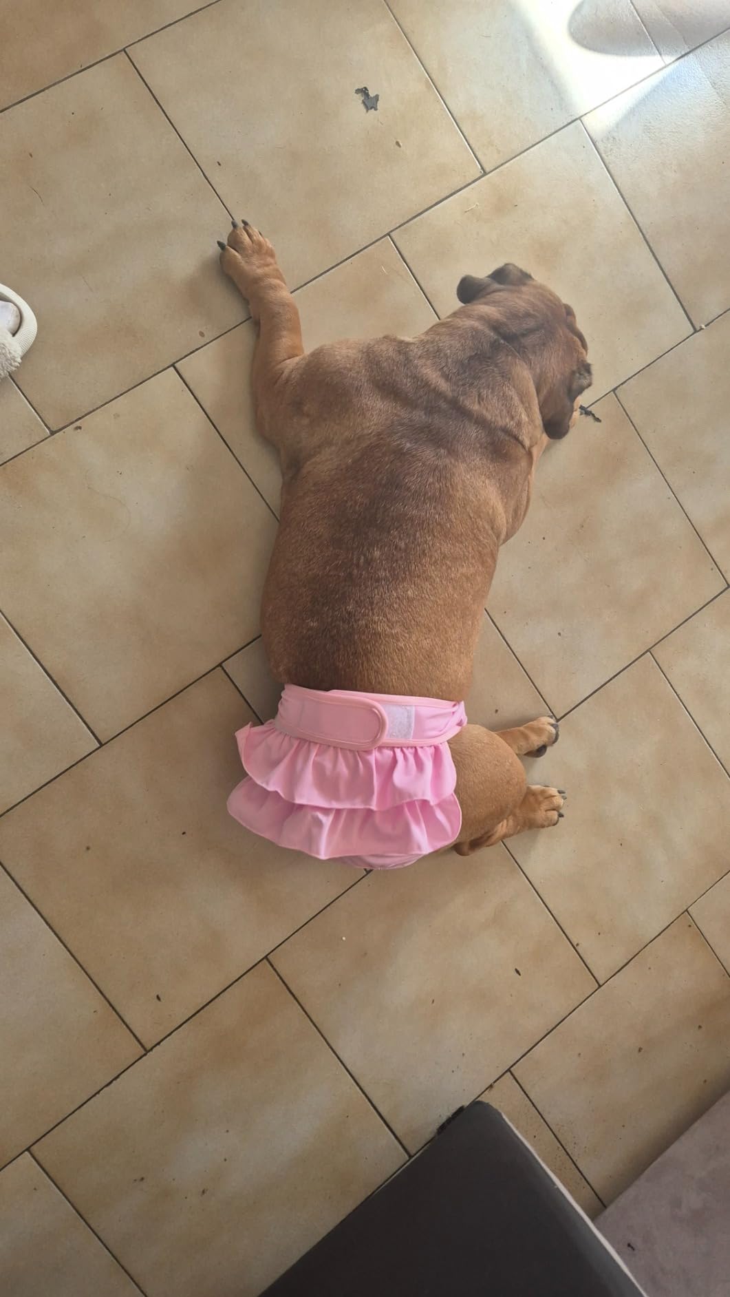 Bepetmia Pannolini lavabili per cani mutandine rosa M 40-50 cm