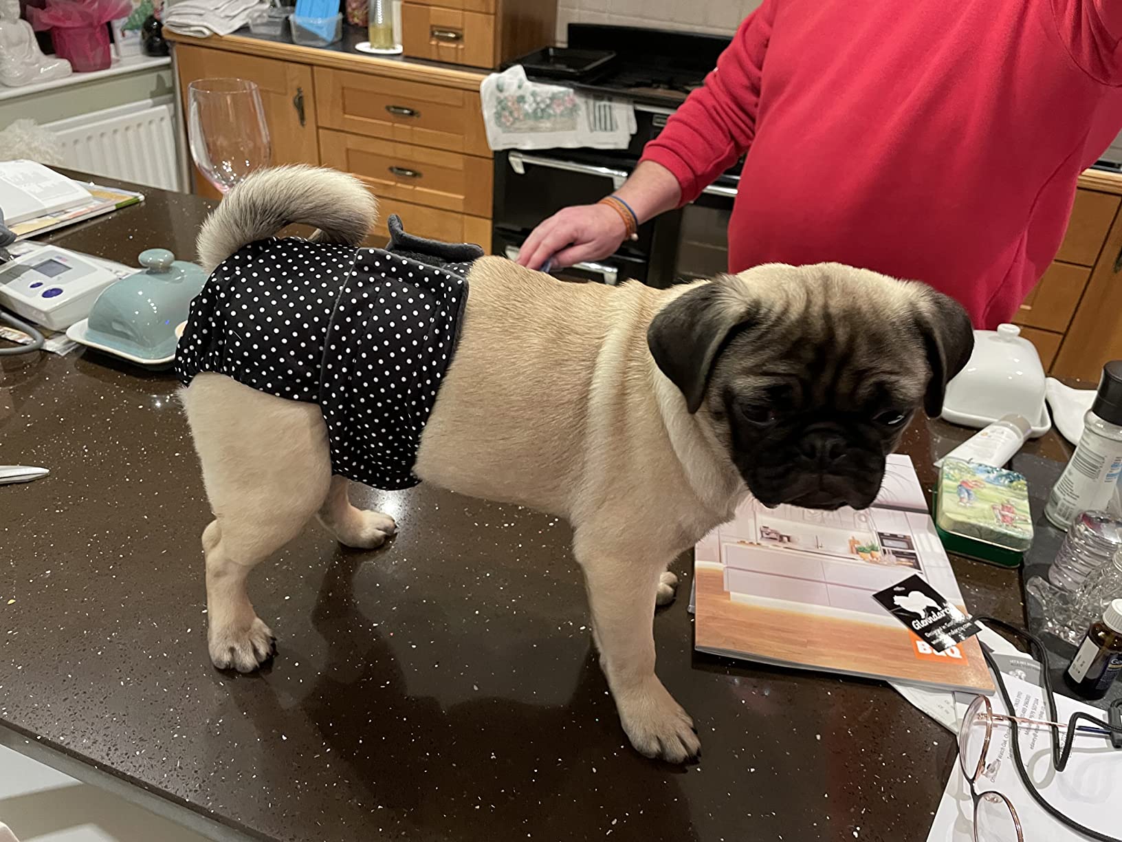 Glenndarcy Dog Season Nappy pannolini cane femmina M Long 2pz
