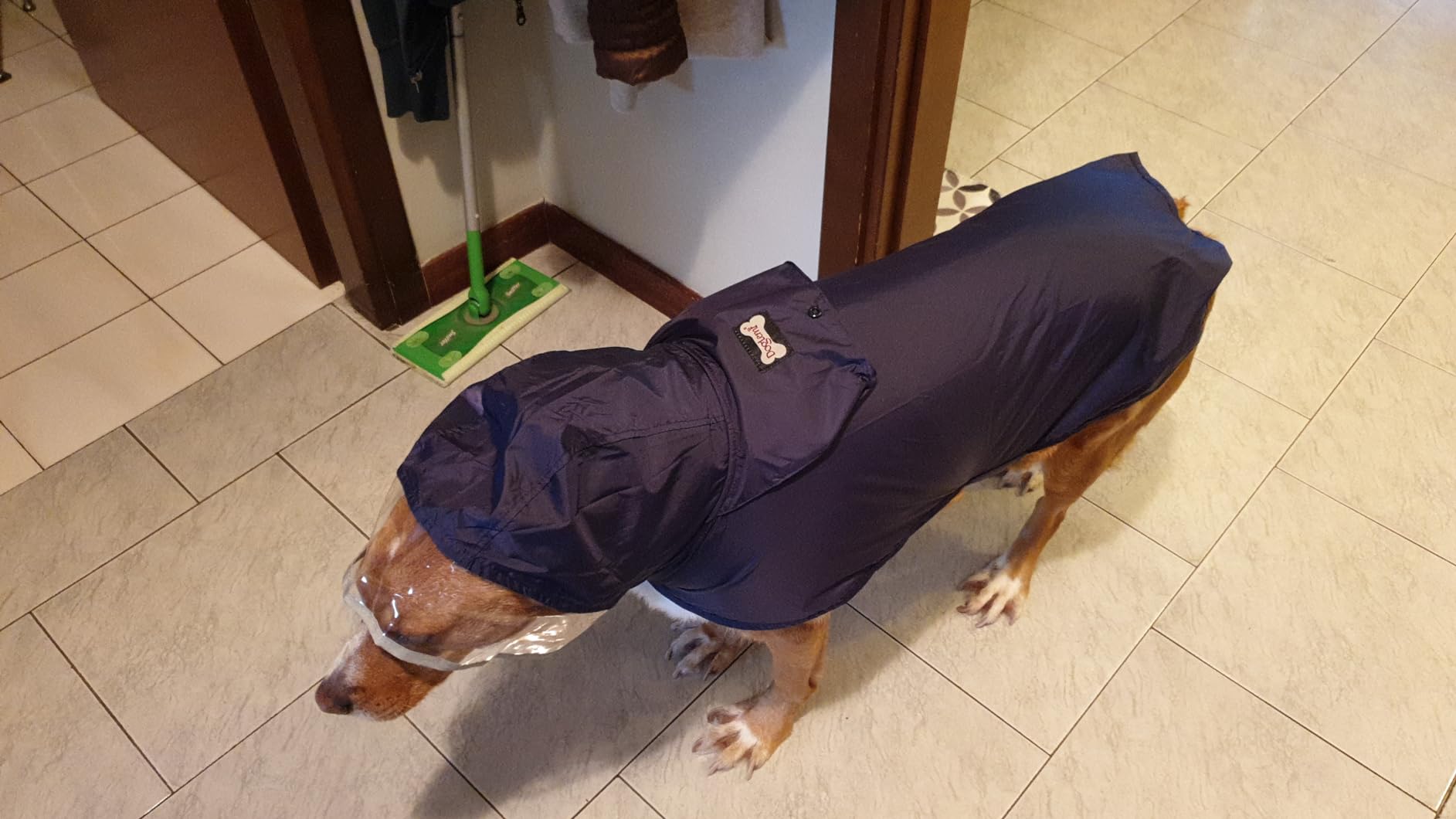 Bepetmia Giacche Impermeabili Cane Blu S Cappuccio Riflettente