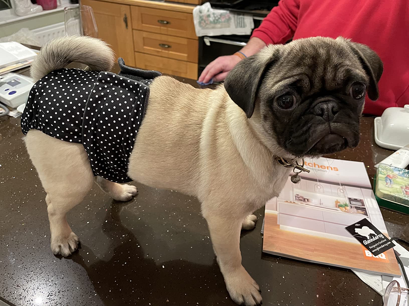 Glenndarcy Dog Season Nappy pannolini cane femmina M Long 2pz