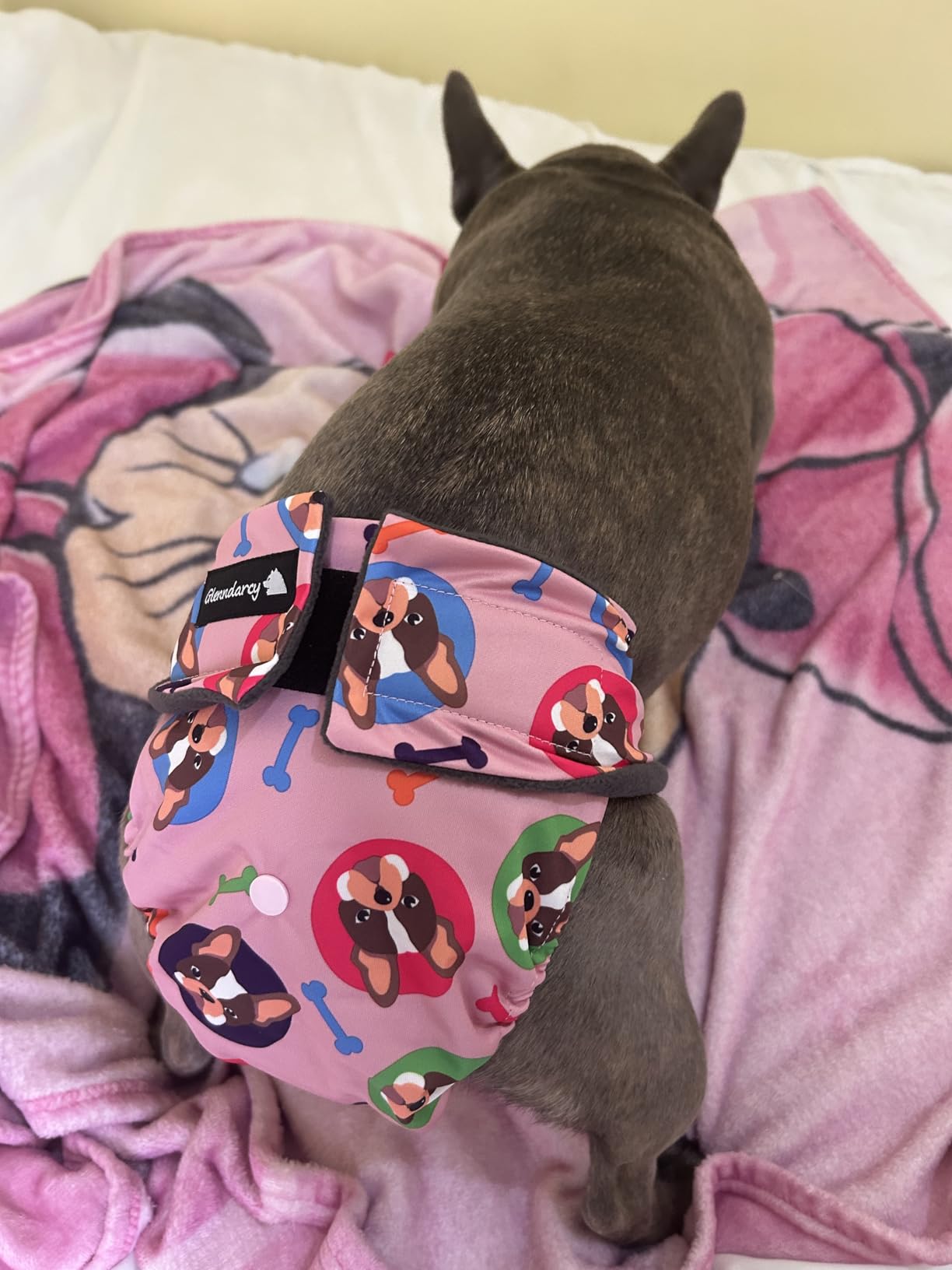 Glenndarcy No Tailhole mutandina cane Bulldog Francesi M Long