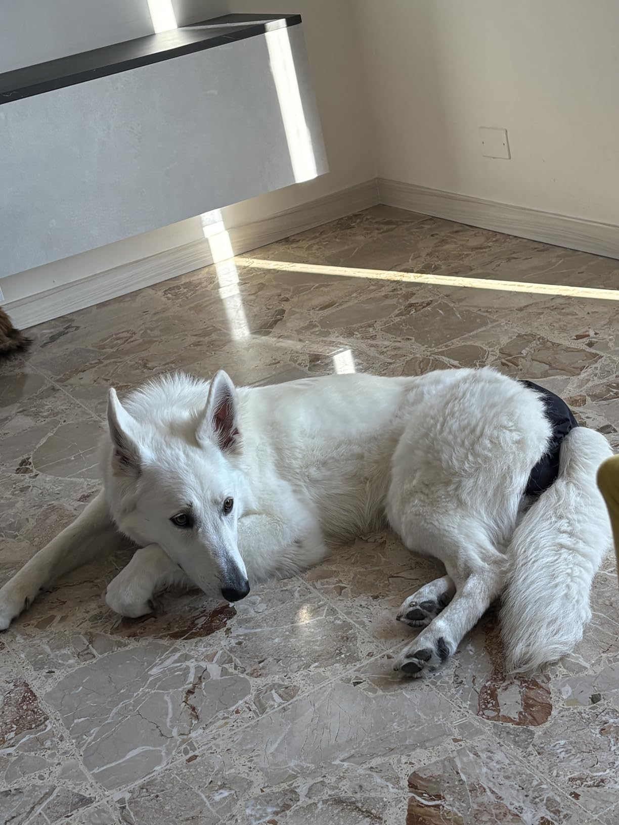 Bepetmia Pannolini lavabili cani femmine taglia S nero