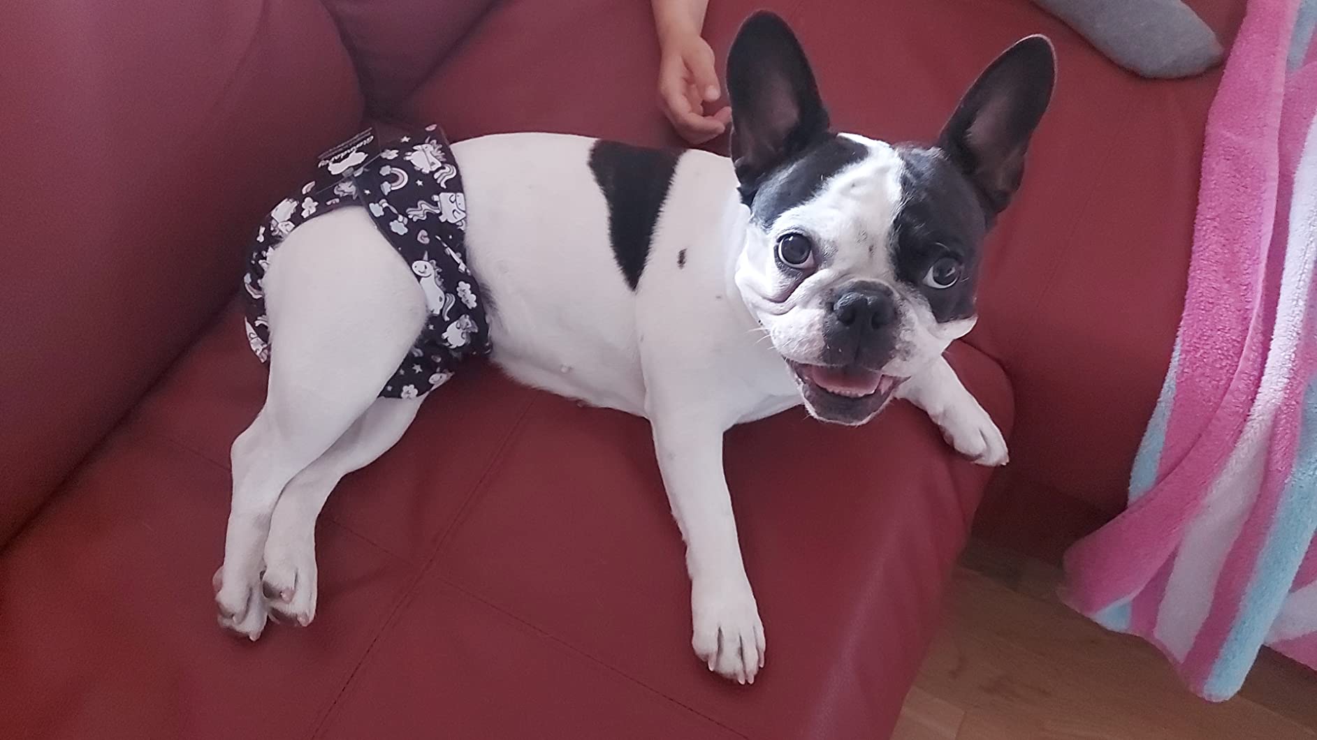 Glenndarcy No Tailhole Season Nappy pannolino cane M solo pantaloni