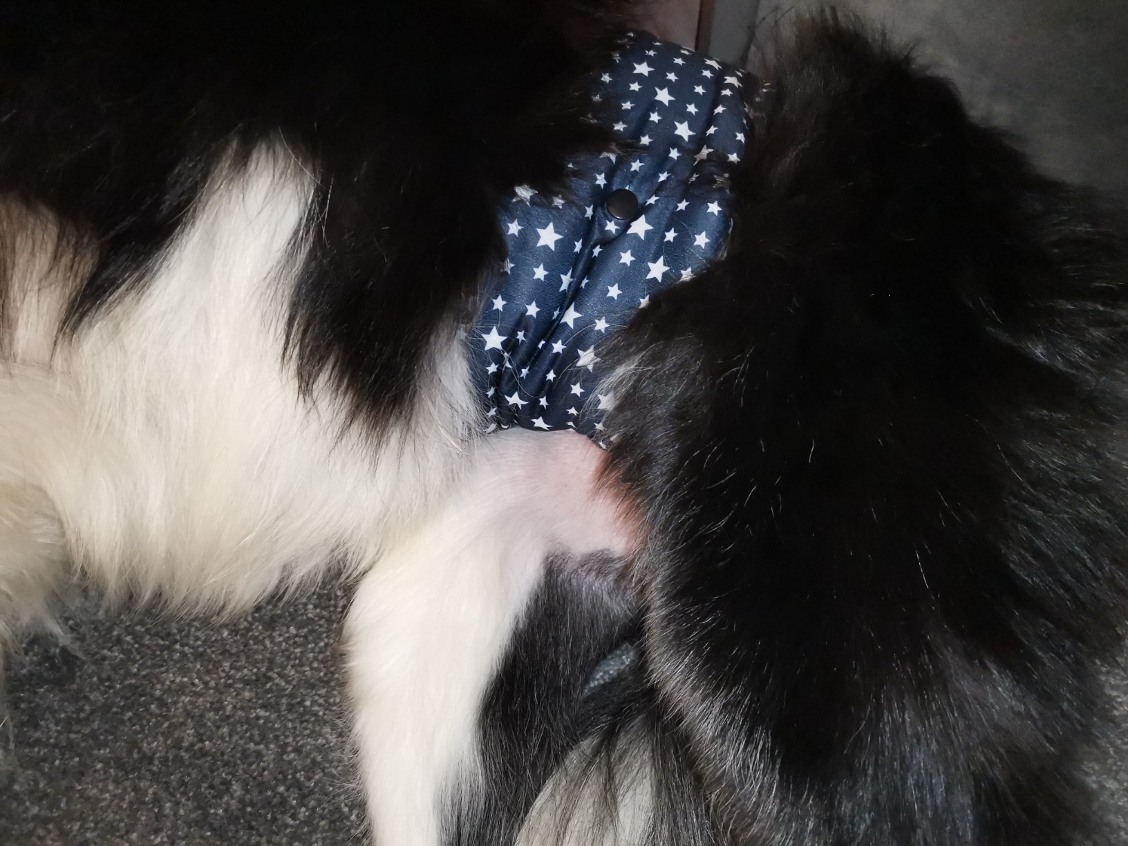 Glenndarcy Dog Belly Bands fascia M Long stelle blu