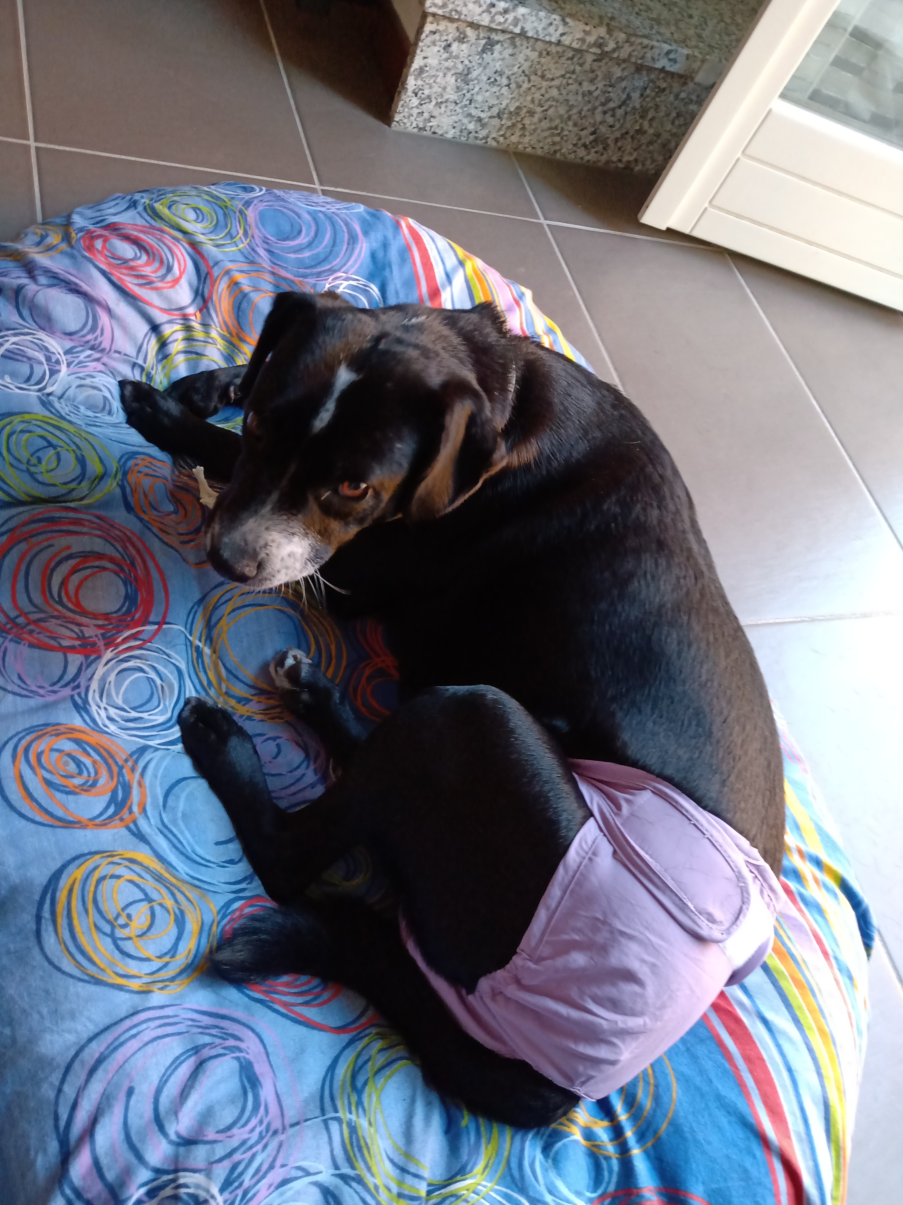 Bepetmia Pannolini lavabili cani femmine taglia S nero