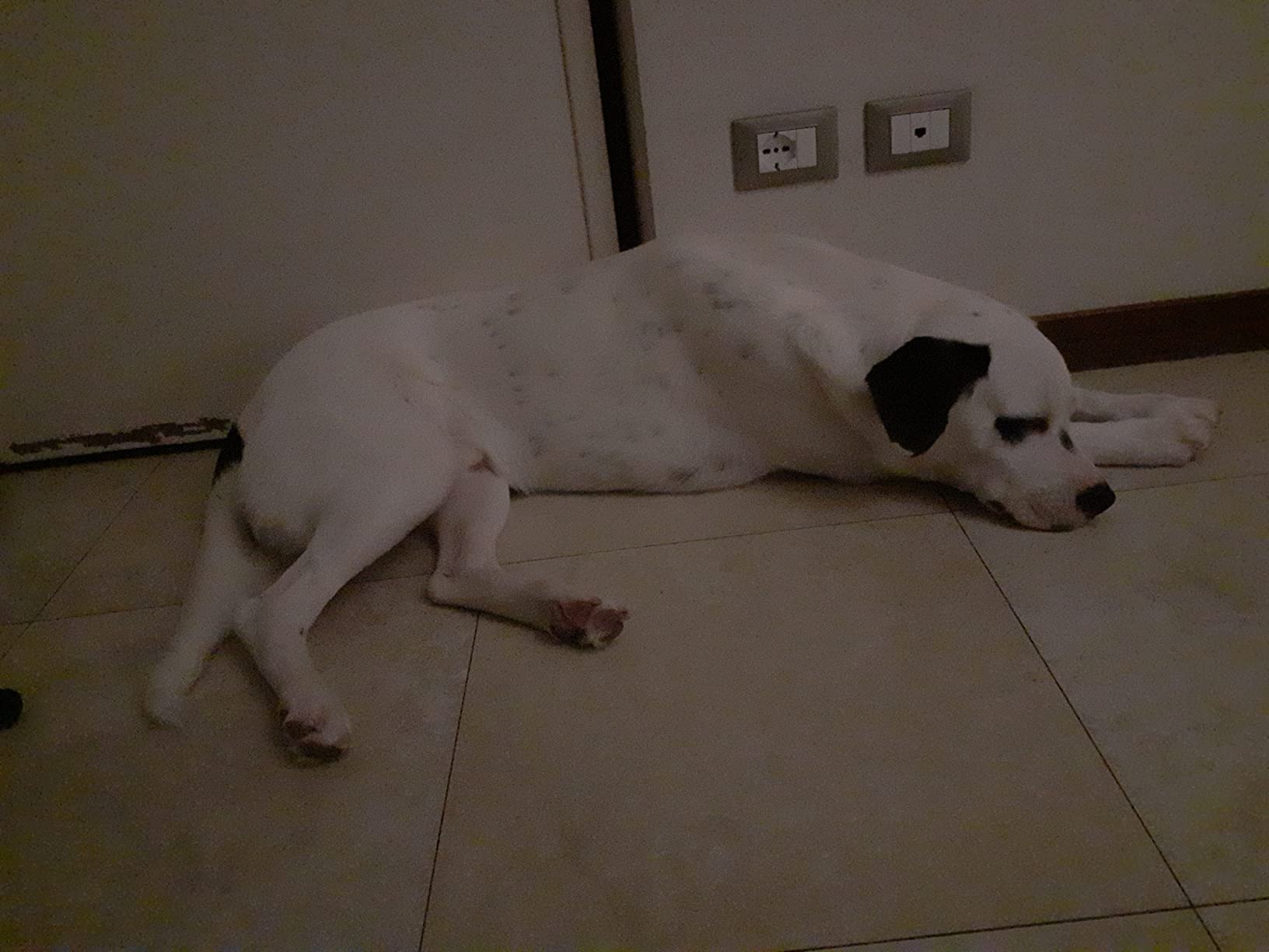 Inodorina Tappetini Igienici Cane 60x90 40 Pezzi Carbone