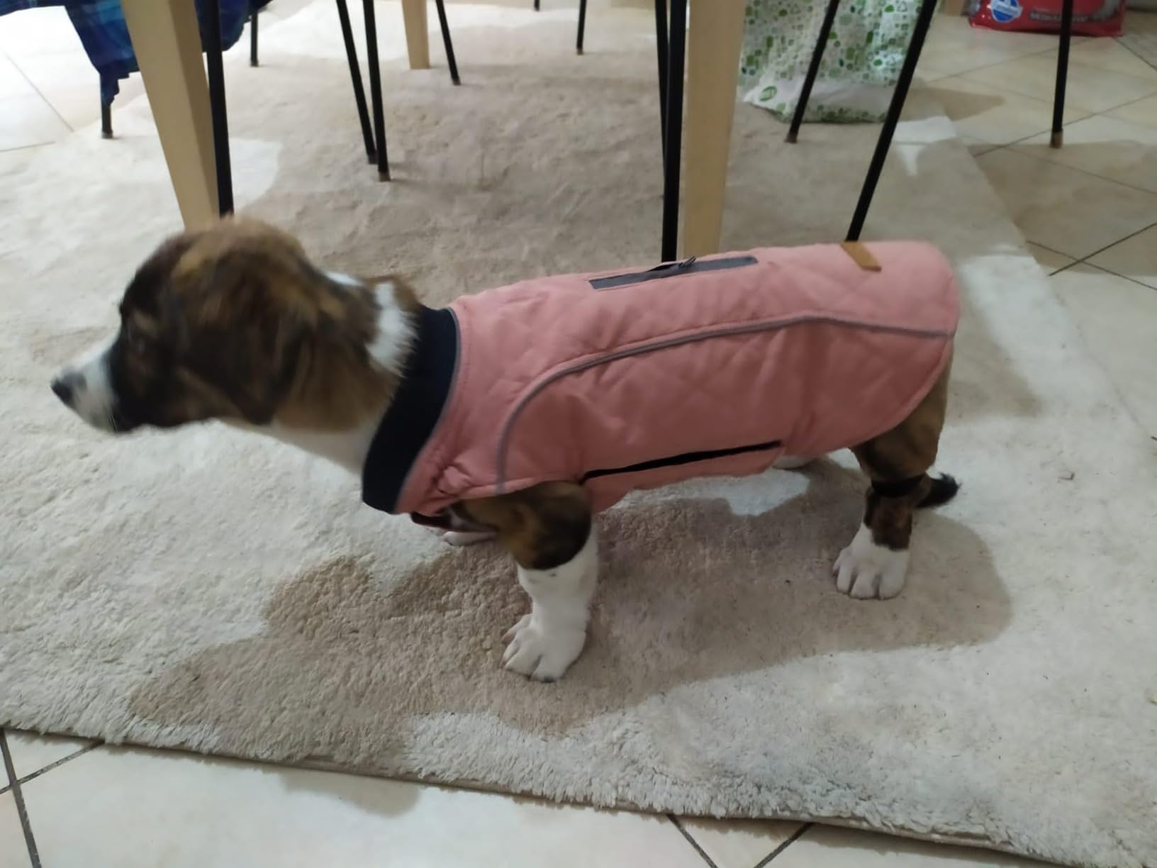 Bepetmia Giubbotto Invernale Cane Verde S Torace 40-52cm