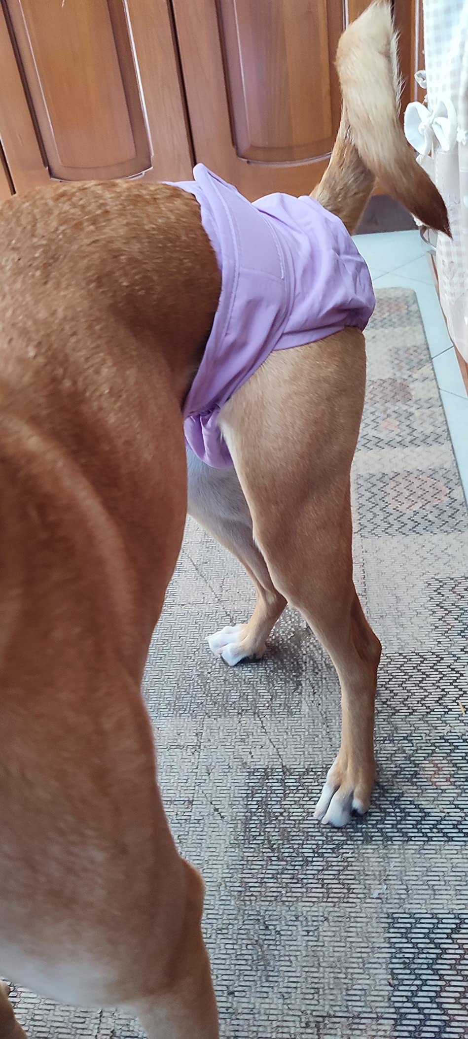 Bepetmia Pannolini lavabili cani femmine taglia S nero