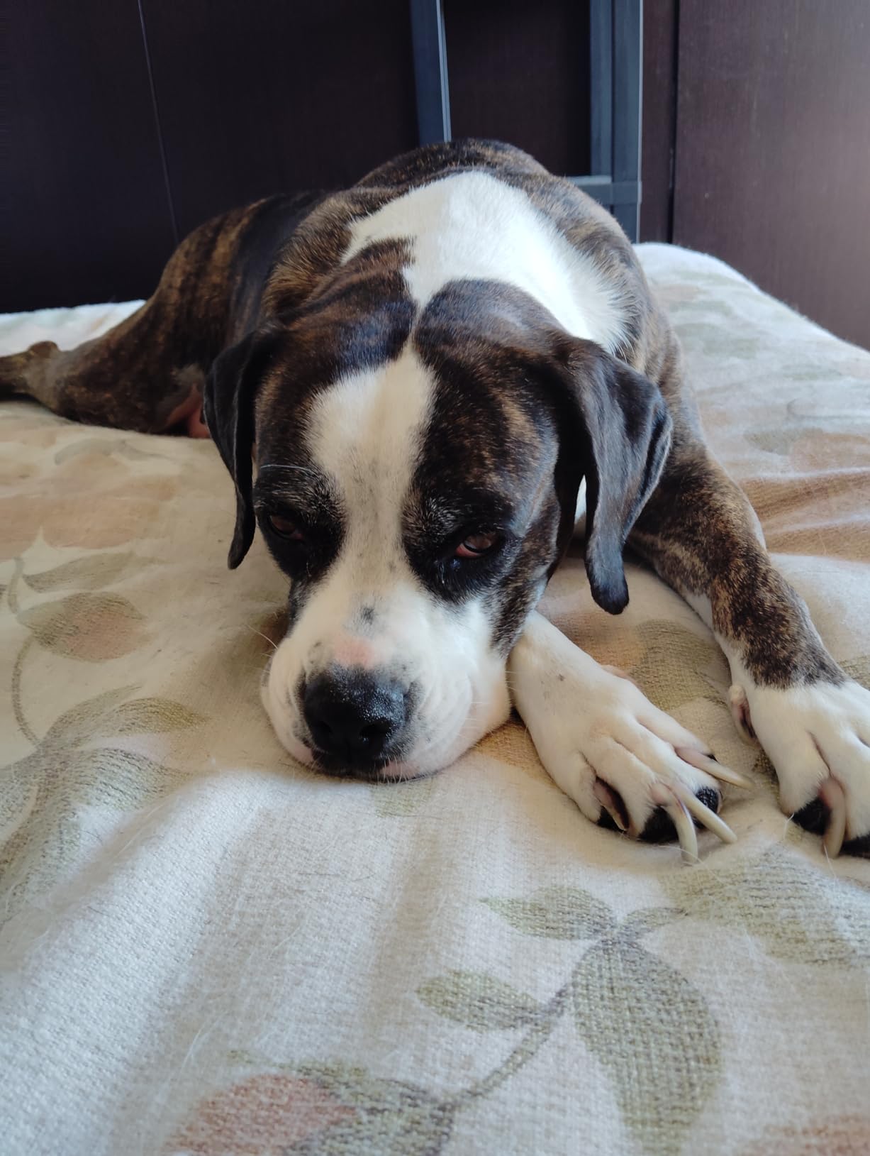 Inodorina Tappetini Igienici Cane 60x90 40 Pezzi Carbone
