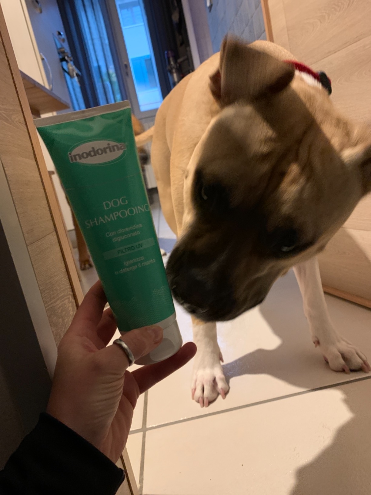 Inodorina Rituals Calendula Shampoo Cane 250 ml Pelo Corto