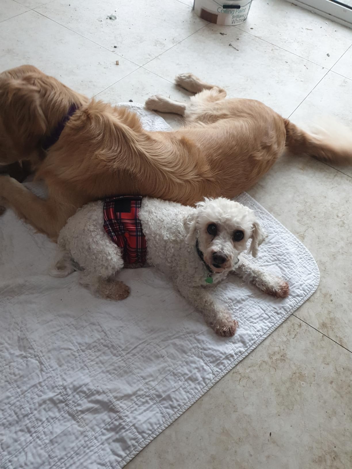 Glenndarcy Dog Belly Bands Fasce Cane Maschio M 2 Pezzi