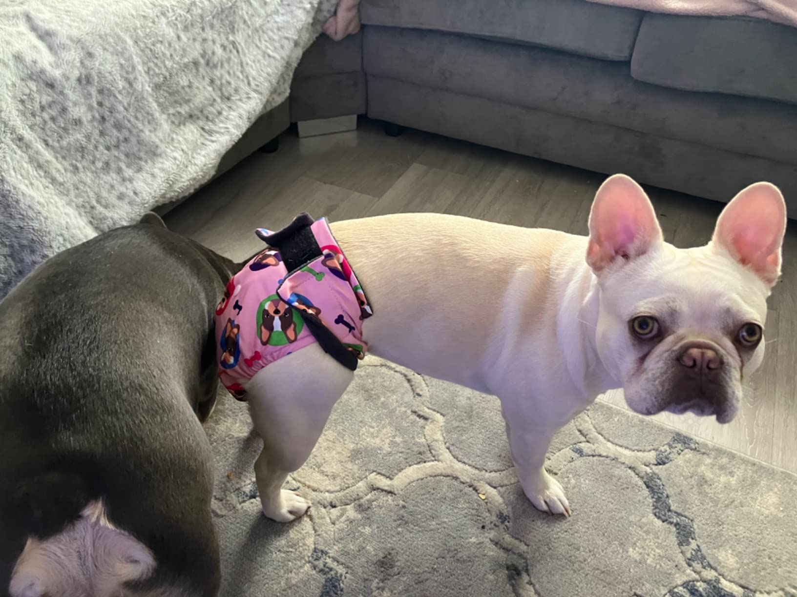 Glenndarcy No Tailhole Season Nappy pannolino cane M lungo Dotty Pink
