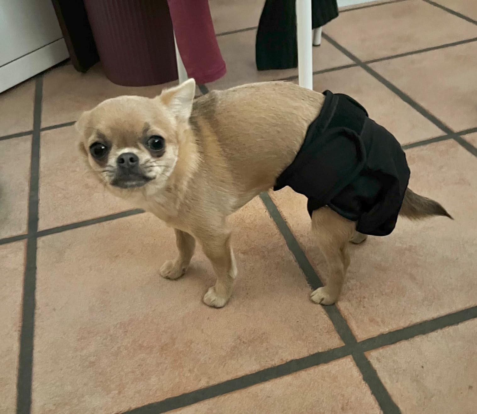 Bepetmia Pannolini lavabili cani femmine taglia S nero