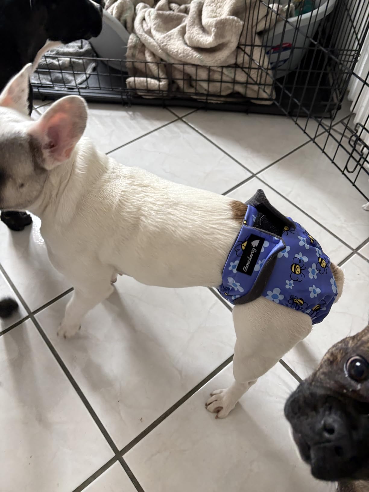 Glenndarcy Dog Season Nappy mutandina cane Small senza assorbenti